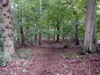 Bospad naastgelegen bos