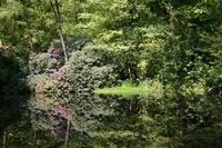 Het vennetje bij de minicamping